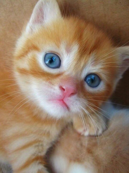 aimeeneddo's tweet photo. my cat https://t.co/jn29FQKgNq