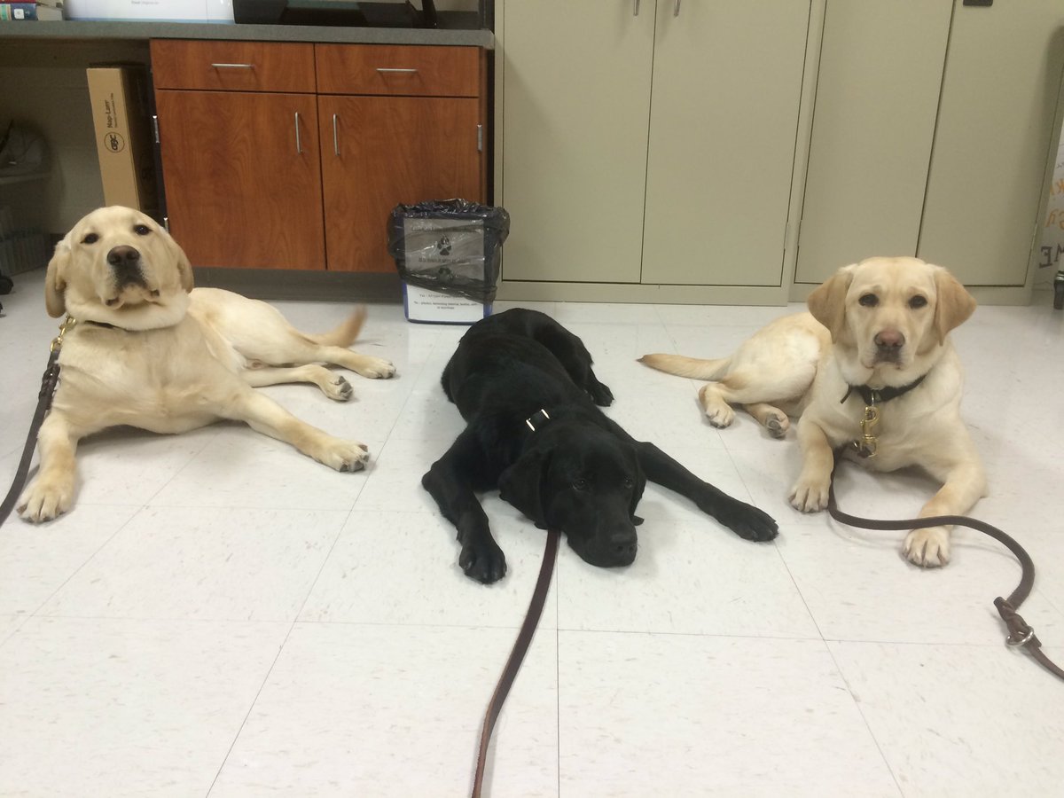 wtwestberg's tweet photo. @theredledgerlhs is the even a completion? #cutelojopets #LSGDR #LovejoyPuppyClub #futureguides https://t.co/aXTwvmJoqF