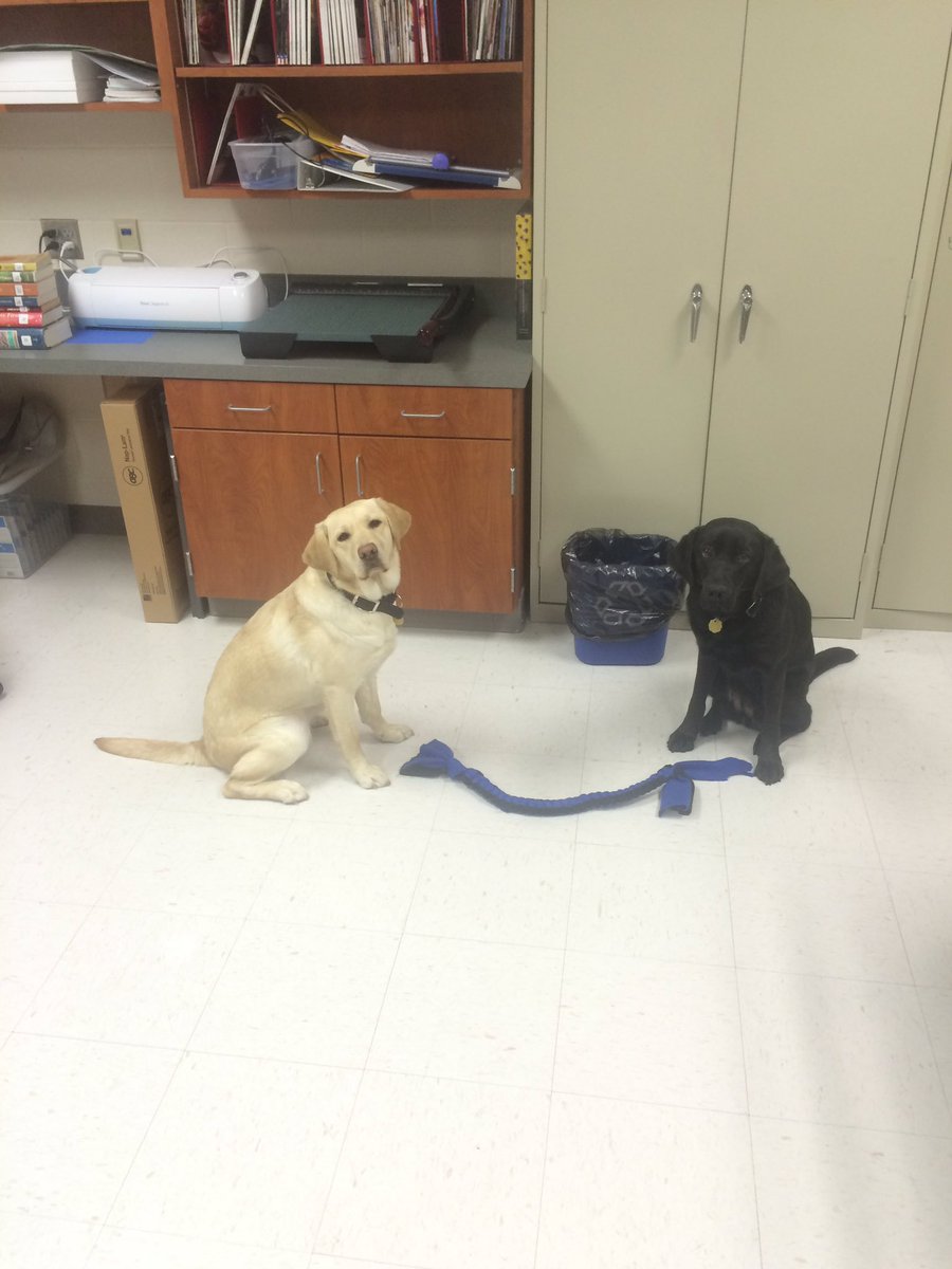 wtwestberg's tweet photo. @theredledgerlhs is the even a completion? #cutelojopets #LSGDR #LovejoyPuppyClub #futureguides https://t.co/aXTwvmJoqF