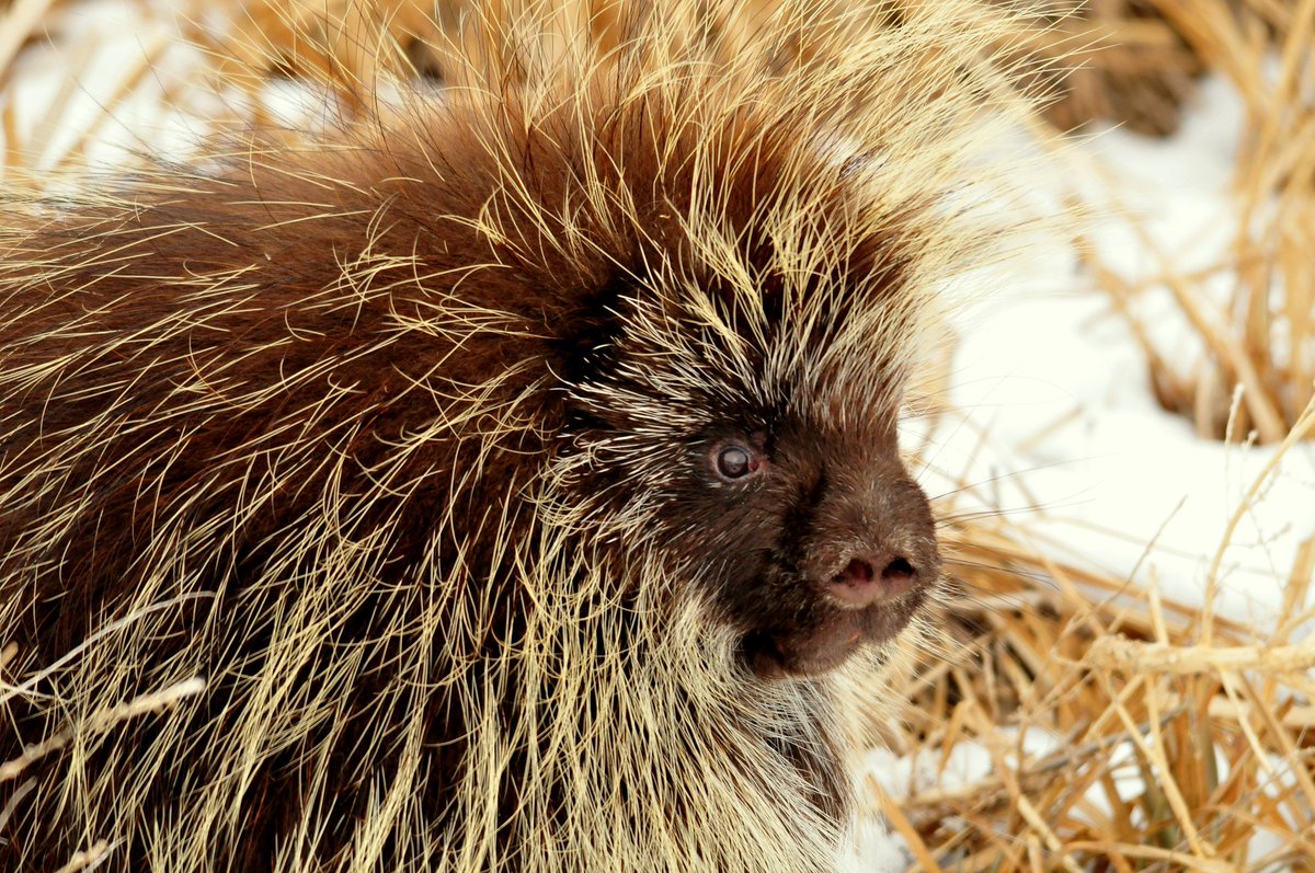 USFWS's tweet photo. Quillin' it. https://t.co/kYccEubg3t