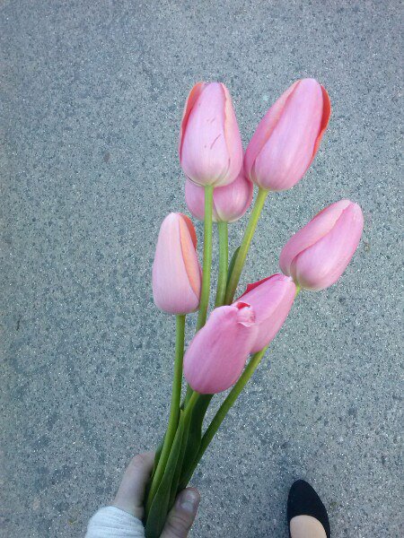 Lenka_Cat's tweet photo. няняняяя 
😻🌷😻🌷😻🌷🌷 https://t.co/Fv344bfuN9