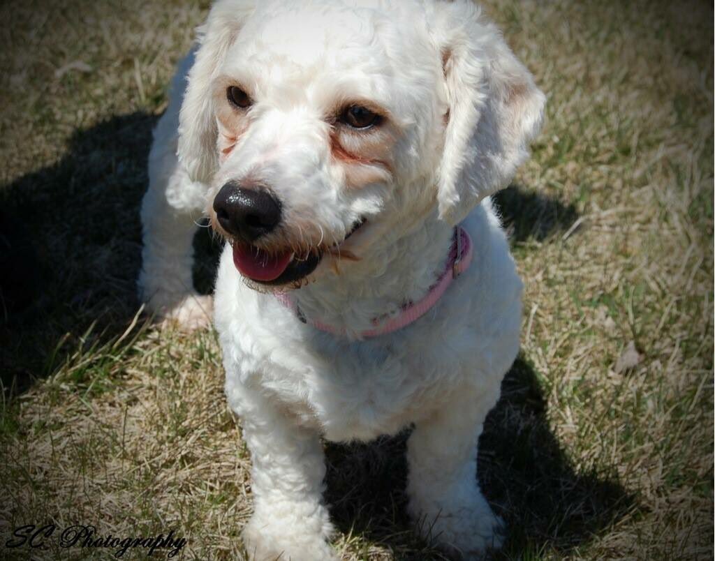 AngelsofFur's tweet photo. Luna is still awaiting her 4ever home! She loves kids, cats, dogs &amp; toys! https://t.co/qHDhUXbXcf
#adopt #multipoo https://t.co/whkQQrM07m