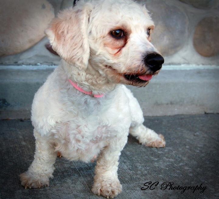 AngelsofFur's tweet photo. Luna is still awaiting her 4ever home! She loves kids, cats, dogs &amp; toys! https://t.co/qHDhUXbXcf
#adopt #multipoo https://t.co/whkQQrM07m