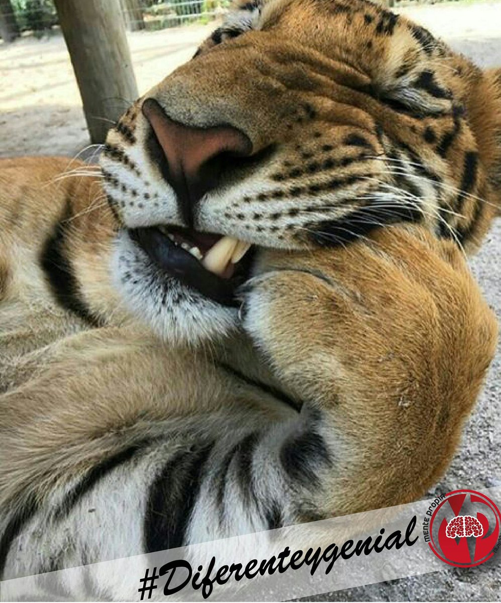 Mente_Propia's tweet photo. Nada mejor que una buena actitud y siempre positivo 😉 #mentepropia #cool #diferenteygenial #actitud #wildsummer https://t.co/PzHbukZCt8