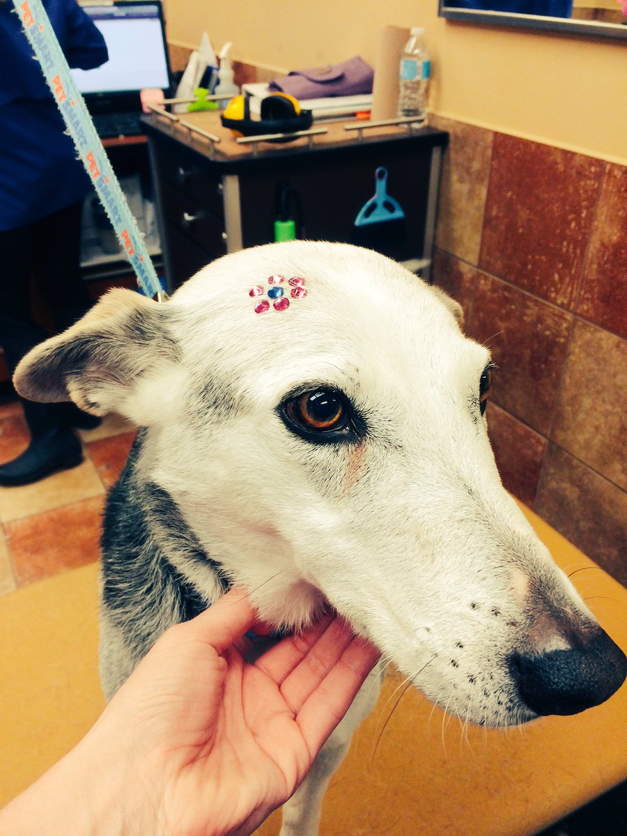 A little #springtime #PetExpression #petsmart #inspiredbypets