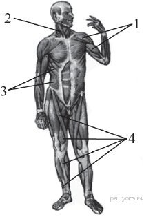 Какие мышцы обозначены цифрами 1 и 2. Какие мышцы обозначены цифрами 1 и 2. Какие мышцы обозначены цифрами 1 и 2. Что на рисунке обозначено цифрой 2 мышцы. Какие мышцы обозначены цифрами 1 и 2.