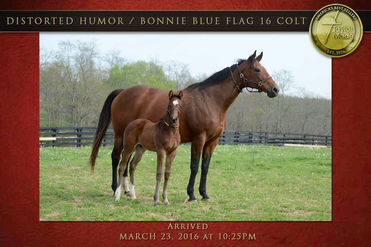TaylorMadeSales's tweet photo. @WinStarFarm Distroted Humor / Bonnie Blue Flag colt #Foalsof2016 https://t.co/LG0XKqSHD5