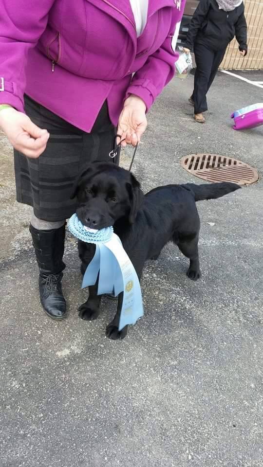 doukare's tweet photo. Ch Doukare's Around The Corner winning Best of Breed/Best Puppy in Group at the Club Canin de L'Estrie Show in Que https://t.co/irKTSZMAtP