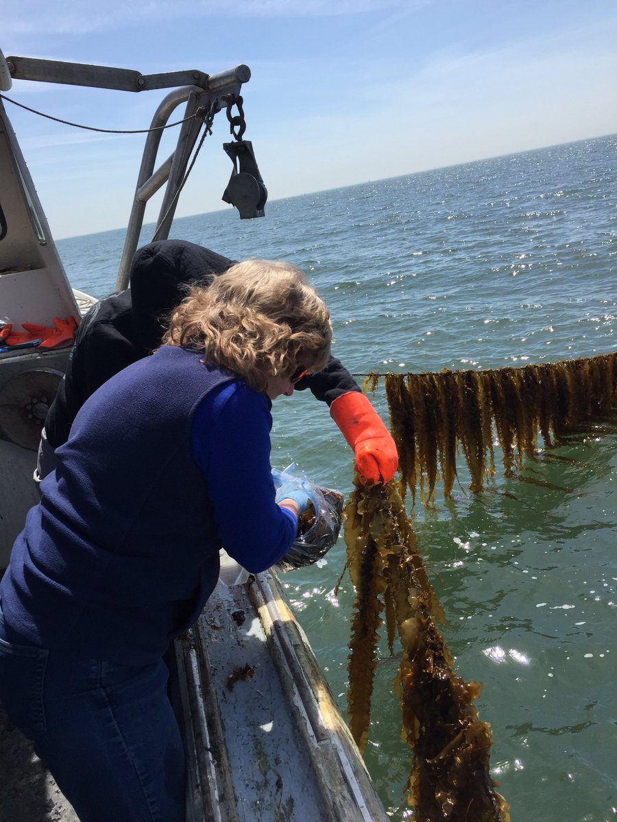 Montowese Bay Oyster (@djk242424) on Twitter photo 