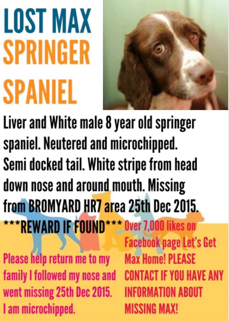 missingdogs155's tweet image. @letsgetmaxhome 💕