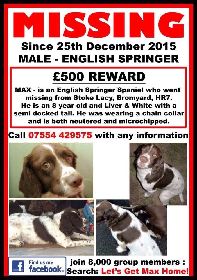 missingdogs155's tweet image. @letsgetmaxhome 💕