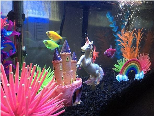 PetSmart on X: .@KimKardashian Cleaning the fish tank is NOT fun! Luckily,  we know a guy. #JustKeepSwimming    / X