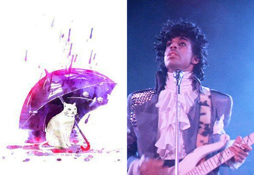 Image result for cat with clothes purple rain