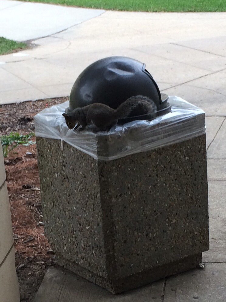 klin2162's tweet photo. Another KU squirrel!! https://t.co/KMtdzSHP5X
