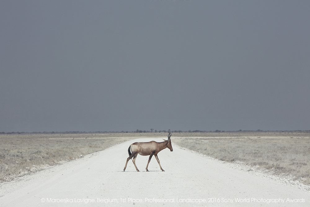 Maroesjka Lavigne wins #SWPA Professional Landscape category with 'Land of Nothingness': bit.ly/1VDJhkr