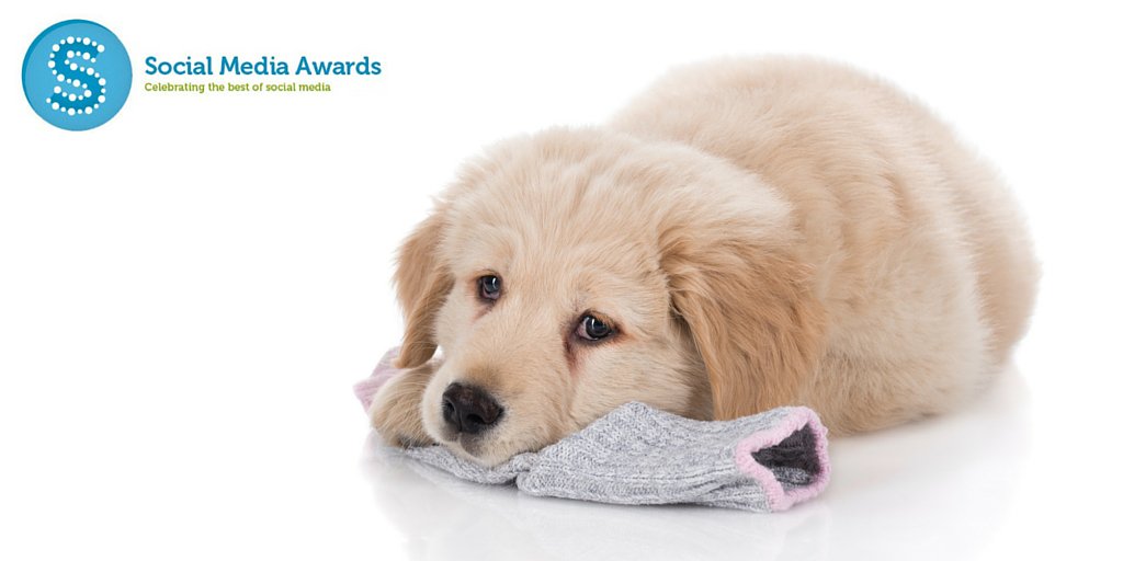 DogsofDub's tweet image. Did someone say Sockie? We have been nominated for 2 Social Media Awards! Woohoo! #sockies2016 #sockonthis