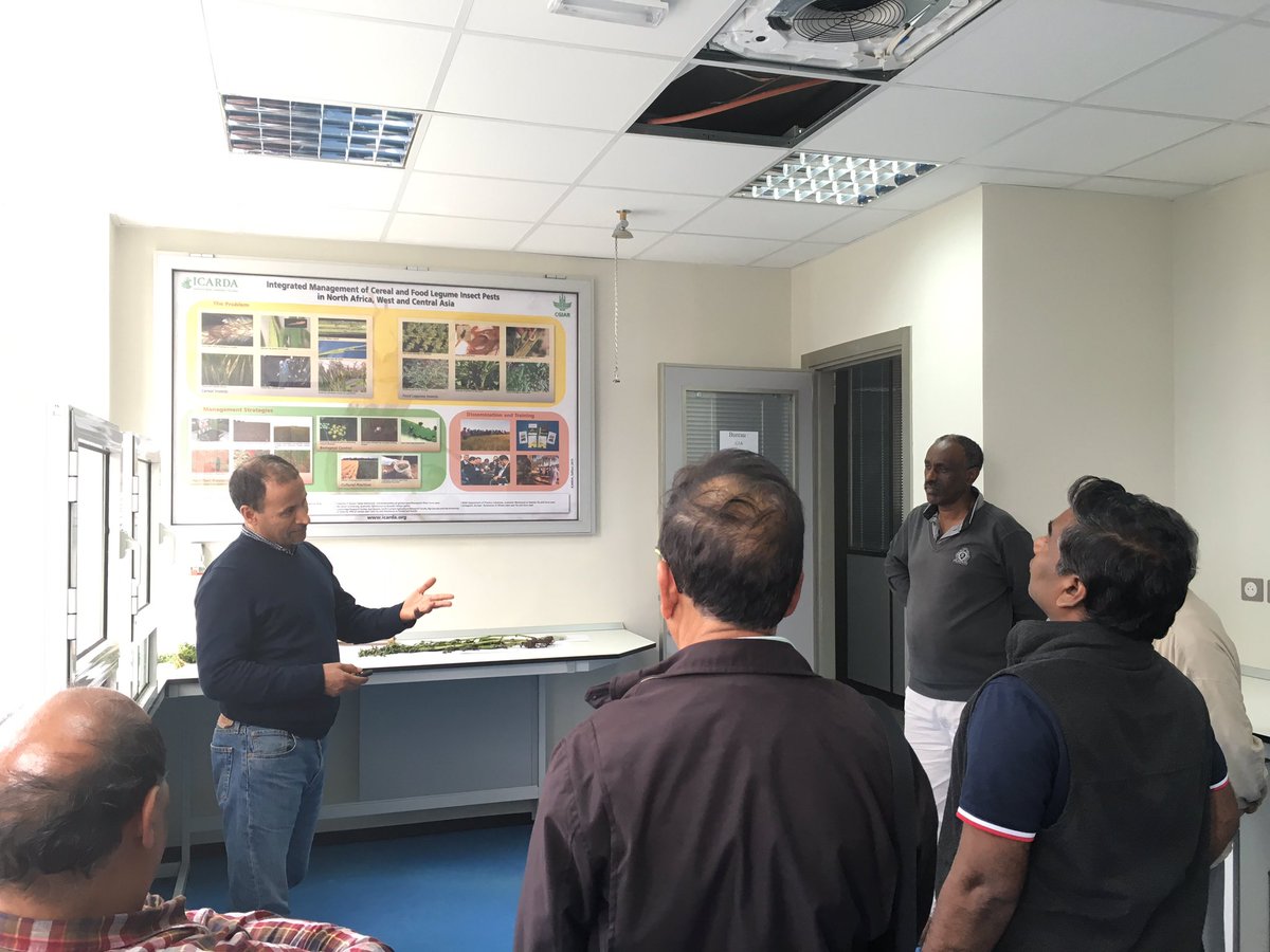 WildLentils's tweet image. Thank you @ICARDA_CGIAR for hosting us at Morocco &amp;amp; giving us a wonderful field &amp;amp; lab tour! #pulseresearch