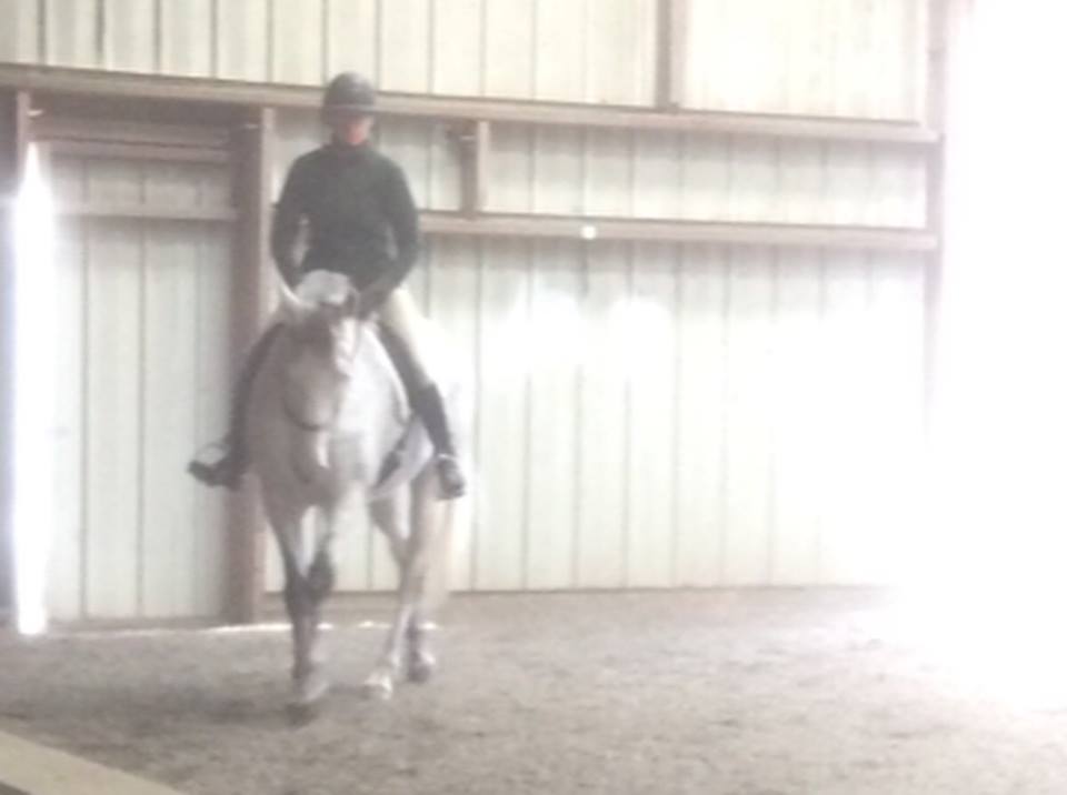 nythoroughbred's tweet photo. Ex NY-runner Run Red Run was a total pro & racehorse ambassador at a #CenteredRiding Instructor's Clinic in Vermont. https://t.co/ZTBDezw2LT