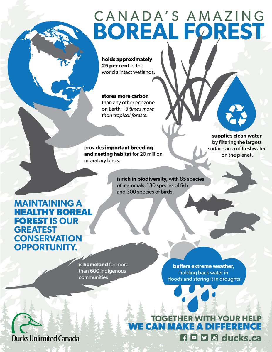 ducanada's tweet photo. Help protect our #Boreal! It stores more #carbon than any other #ecozone! #EarthDay #ClimateAction #ParisAgreement https://t.co/0Jn0wA52r8