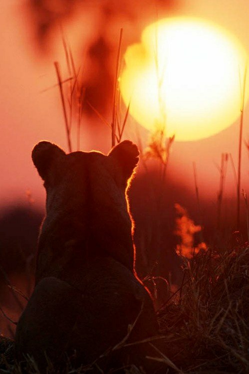 Protect_Wldlife's tweet image. Goodnight animal lovers everywhere. Tomorrow is a new dawn!