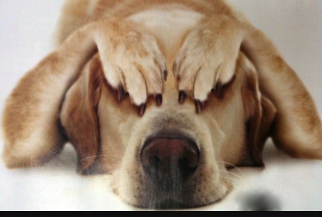 OurCollegeGuide's tweet image. Tip 870: finals are super stressful just try to stay calm, use stress animals if your college has them