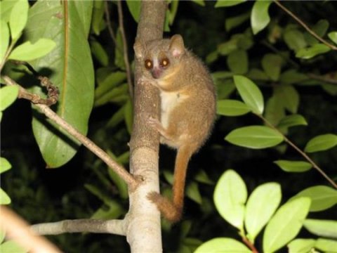earthblog's tweet image. Three new primate species discovered in Madagascar ow.ly/4mXD8C