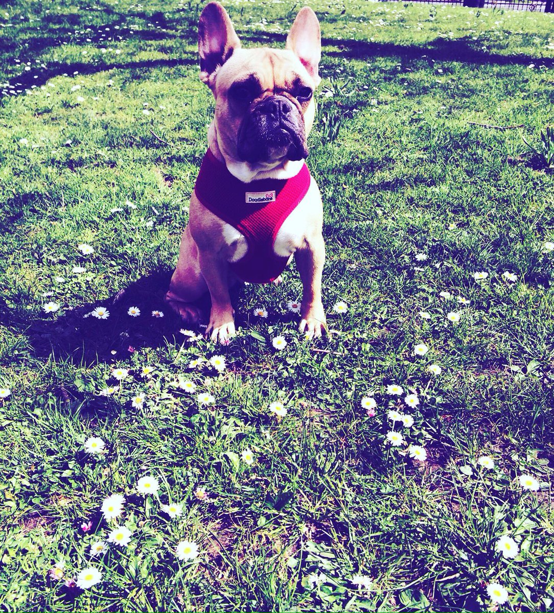 islingtondogs's tweet photo. Poppy ❤️ #itsadogslife #islingtondogs #islington #frenchie https://t.co/7RpUYoySfL