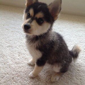 314041's tweet photo. Dog https://t.co/wJuzls05Gl