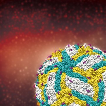 Zika Virus Structure: A Way to Target It dlvr.it/L6j5ZC
