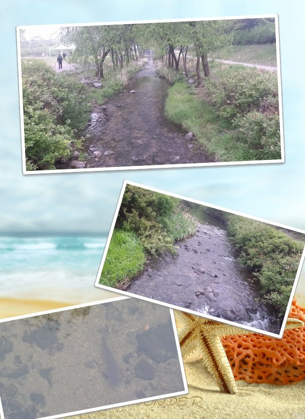 비내린후 분당천 하류모습입니다

물량도 넘 많고 물도 깨끗 

분당천 하천순찰때 하도 기분이 좋아서 한컷

#성남시 #분당천