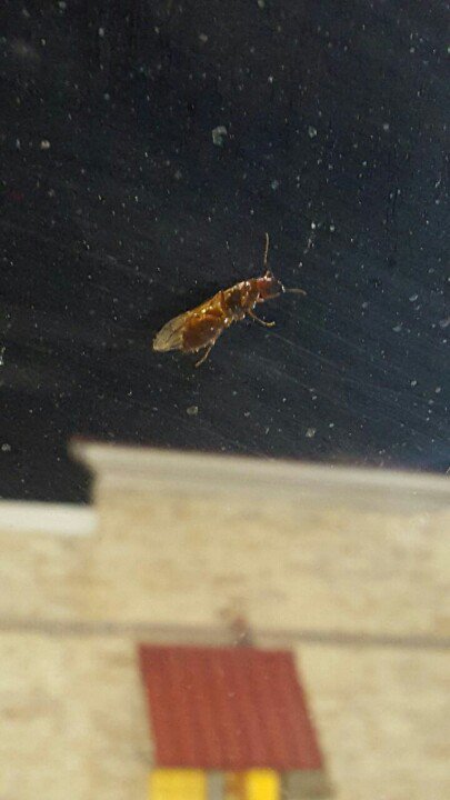 eunaocantomas's tweet photo. What the hell is up with these flying ants? #pests #springtimeinflorida https://t.co/9zDyfqei1o