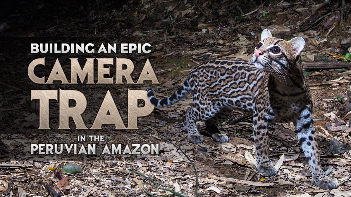 Jeff Cremer tweet media