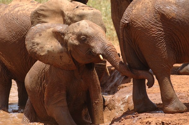 earthblog's tweet image. Petition to save Mali’s 300 remaining elephants has topped 73,000 ow.ly/4mXFmP
