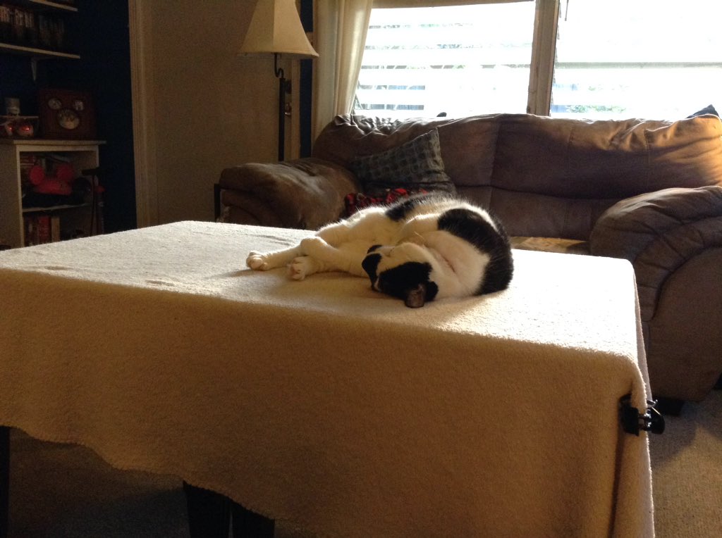 amykay9377's tweet image. This is why we never have any tchotchkes on our living room table. #catPrivilege