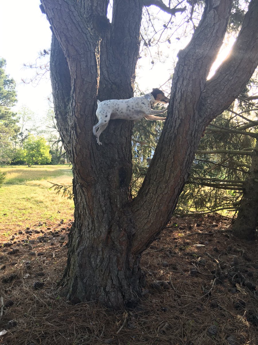 Ayepoppyy's tweet photo. So my dog climbs trees and today this happen https://t.co/FdSg8Q6DyR