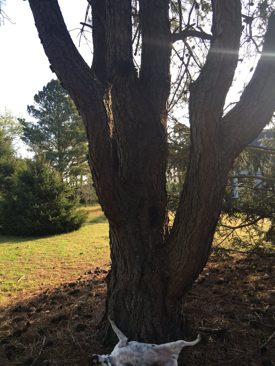 Ayepoppyy's tweet photo. So my dog climbs trees and today this happen https://t.co/FdSg8Q6DyR
