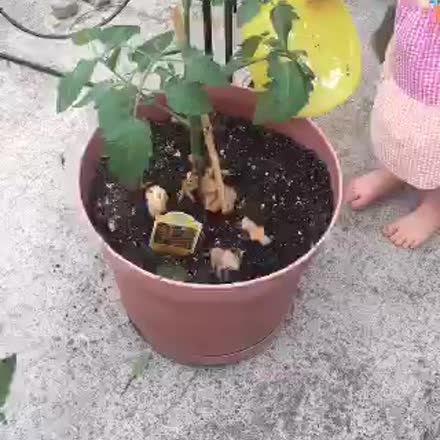 HoddyK's tweet photo. |REPLAY| SCOBY and my tomatoes #katch #Periscope https://t.co/wN3ZL2N6Po https://t.co/CIcIasbDvU