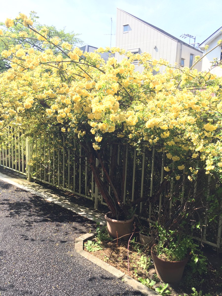 ぺ 太郎 モッコウバラが盛りですが これは鉢植えの様です ぺ 太郎 モッコウバラが盛りですが これは鉢植えの様です