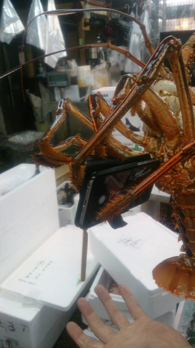 【世界初？】イセエビが撮った写真がツイッターに流れる Togetter [トゥギャッター]