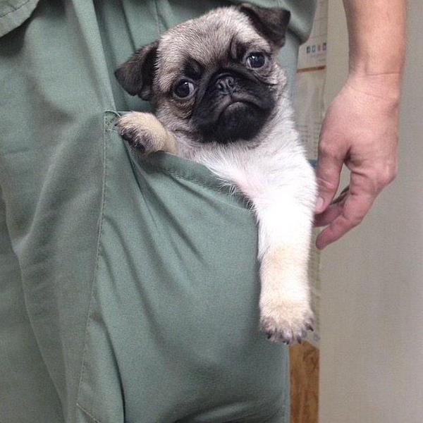 CutePicsOfPugs's tweet image. pocket pug!