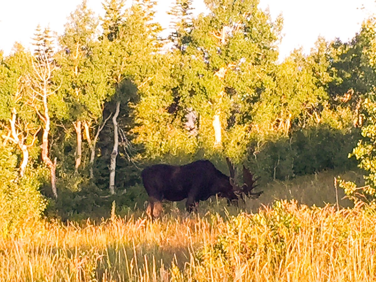 3footedcat's tweet photo. #tbt to Bruce the Moose on #WasatchCrest 8.9.15 with @wacthompson3. 5 feet from our tent at #sunrise. #3footedcat https://t.co/LHp9sKWTCI