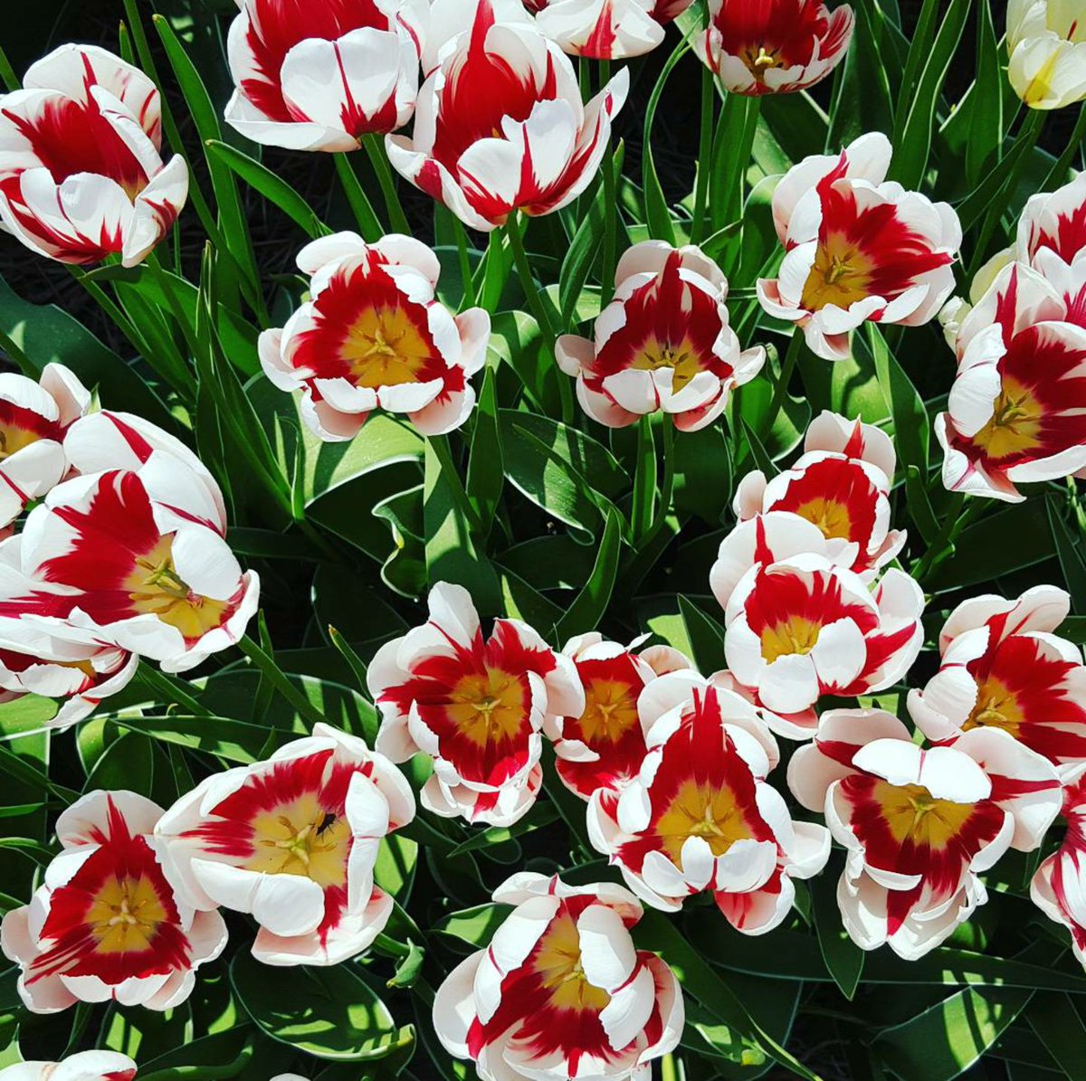 Marshall_abery2's tweet photo. Flower power pt.2 🌷🌸🌹 https://t.co/f98X9N0Nkj