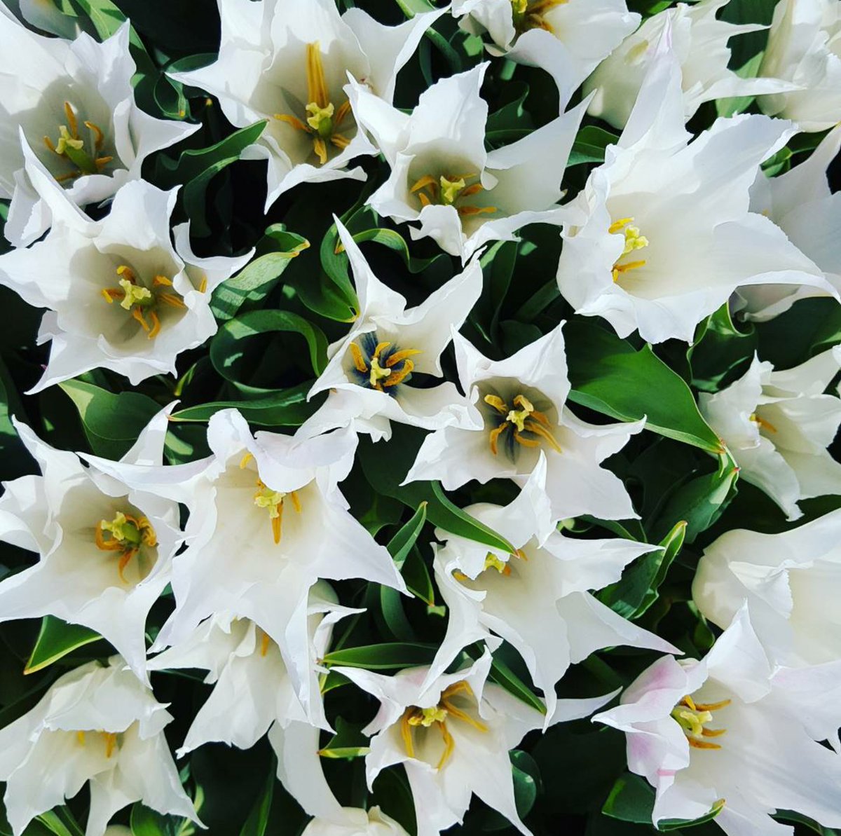 Marshall_abery2's tweet photo. Flower power pt.2 🌷🌸🌹 https://t.co/f98X9N0Nkj