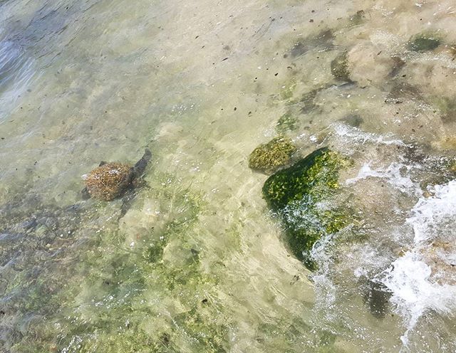 seaturtlegifts's tweet photo. Hey kid
#lifeinhawaii #seaturtle #turtlebuddy #keepthecountrycountry https://t.co/QZfhZiQedV https://t.co/BdFfeG8NPX