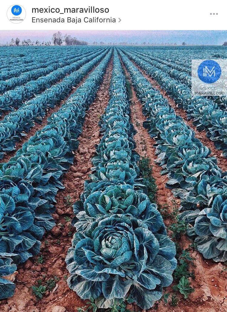 frida_vida's tweet photo. #mexicomaravilloso #ensenada #bajacalifornia #norte https://t.co/T3eQ1nqcqy