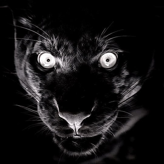 SusanneLeist's tweet photo. I’ve seen it.
I’ve seen the end.
The Dead.
God help us.
God help us all
THE DEAD GAME @SusanneLeist
#vampires #books https://t.co/UTBuEN4r9q