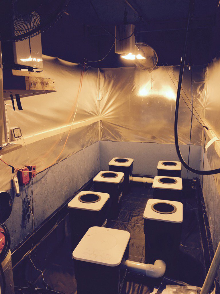 AN4Eljay's tweet photo. New undercurrent day is an amazing day! This one is cut to the inch in this room. And 13 gallon upgrade! Cch20 4Win! https://t.co/4KyLv8V5Vr