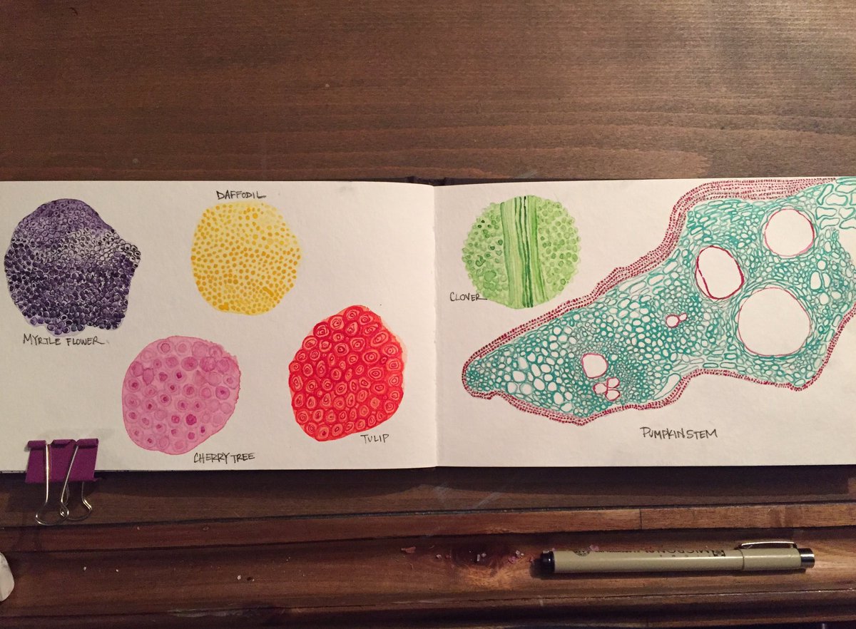 jenesyclaire's tweet image. Nature&apos;s design: studies of spring #microscopeart #textiles