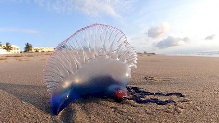 Ubur-ubur Bluebottle Monster Laut Paling Beracun di Dunia pin.satujam.com/2461MQg