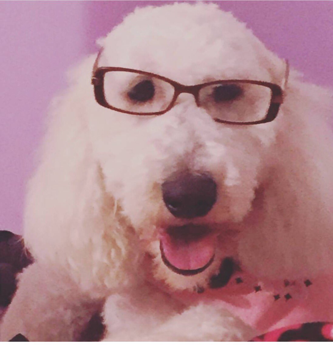Synergyequus's tweet photo. Therapy dog in training reading up on the guidelines! #therapy dogs #golden doodle #mindfulness ❤️❤️ https://t.co/zfgT196ihf